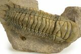 Colorful Crotalocephalina Trilobite - Atchana, Morocco #325873-3